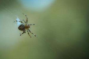 aranha cruzada rastejando em um fio de aranha. susto do dia das bruxas. um caçador útil entre foto