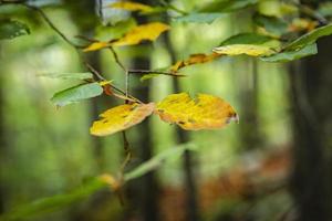 detalhe de folha de floresta outonal capturado em uma foto macro da natureza
