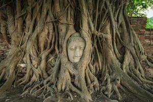 cabeça de pedra de Buda no abraço das raízes da árvore bodhi