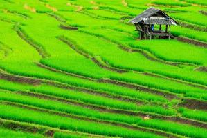 terraço campos de arroz