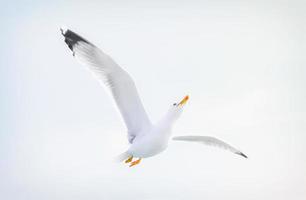 gaivota voando alto no céu azul foto