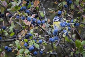 chapim azul na árvore abrunheiro foto