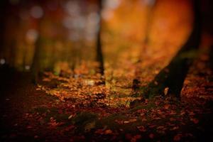 foco raso de folhas de outono na floresta