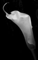 flor de lírio de calla em um fundo preto foto