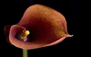 flor de lírio vermelho em um fundo preto foto