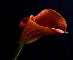 flor de lírio vermelho em um fundo preto foto