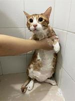 gato tigrado laranja no banheiro. processo de banho, derramar água, gato molhado assustado, procedimentos de higiene. conceito de bom dia. pet care e banho. gato molhado. menina lava gato no banho. gatinho molhado. foto