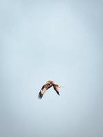 grande falcão voando foto