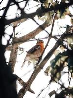 pássaro marrom pego em galho de árvore foto