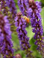 abelha na flor de hissopo gigante roxo foto