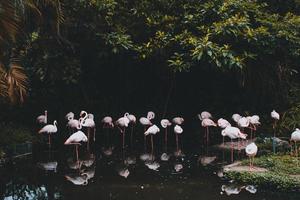 grupo de flamingos em uma lagoa foto