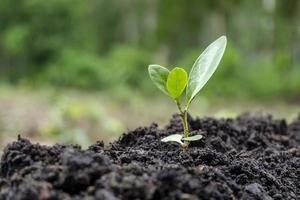 planta jovem crescendo em um jardim foto