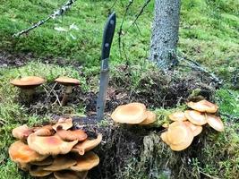 uma faca de metal afiada está presa em um toco coberto de musgo verde com deliciosos cogumelos comestíveis na floresta contra o pano de fundo das árvores. colheita de cogumelos conceito, presentes da natureza foto