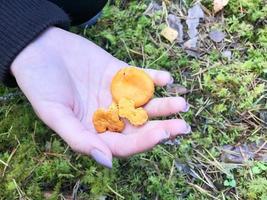 três lindos cogumelos laranja amarelos de cantarelos estão na mão da palma da mão de uma mulher com uma bela manicure na floresta. cultura de cogumelo conceito foto
