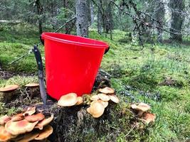 toco na floresta com muitos cogumelos comestíveis saborosos bonitos com um balde vermelho e uma faca afiada na floresta contra um fundo de árvores. colheita de cogumelos conceito, presentes da natureza foto