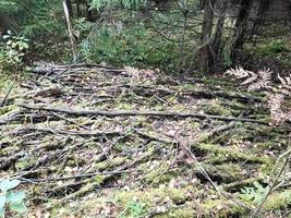 textura de gravetos e galhos, toras de raízes cobertas com musgo verde natural e grama com folhas na floresta foto
