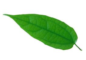 folha verde isolada em um branco foto