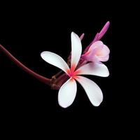 plumeria ou frangipani ou flor da árvore do templo. feche o buquê de flores de plumeria rosa-violeta isolado no fundo branco. ramo de flores exóticas de vista superior. foto