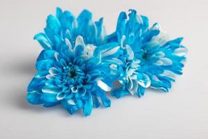 flores de crisântemo azul sobre um fundo azul foto
