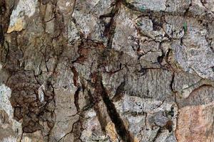 feche na textura de casca de árvore muito detalhada em alta resolução. foto