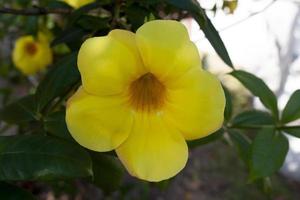 flores amarelas de allamanda na árvore com fundo de natureza. foto