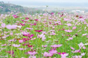 campo de flores no verão foto