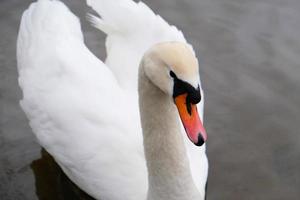 cisnes brancos com bico laranja e patos nadam no lago no fundo da água azul. paisagem mágica com pássaros selvagens e reflexo na água. foto