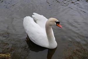 cisnes brancos com bico laranja e patos nadam no lago no fundo da água azul. paisagem mágica com pássaros selvagens e reflexo na água. foto