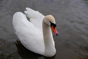 cisnes brancos com bico laranja e patos nadam no lago no fundo da água azul. paisagem mágica com pássaros selvagens e reflexo na água. foto