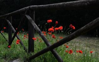 flores com pétalas vermelhas perto da cerca de madeira marrom foto