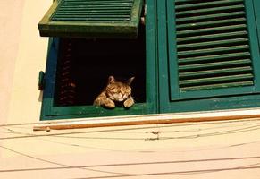 gato malhado marrom dormindo em janela ensolarada foto