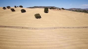 vista aérea drone de terra seca com poucas oliveiras. das Alterações Climáticas. seca severa. aquecimento global. desastre ambiental. sem água. campos agrícolas secos. falta de água. sem colheitas. foto