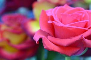 rosa fresca e molhada com gotas em macro foto