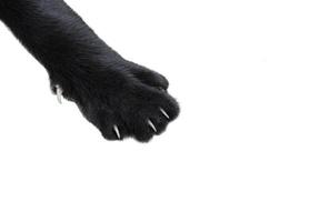 feche os pés de gato preto isolados no fundo branco foto