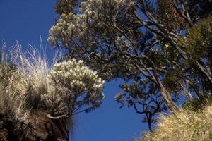 ver edelweiss da trilha de caminhada da montanha merbabu. magelang, java central, indonésia. foto