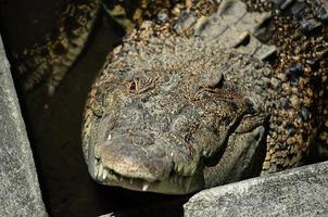 crocodilos closeup estão tomando banho de sol no zoológico. foto