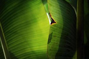 folhas de bananeira velhas com sol de luz de fundo - plano de fundo foto