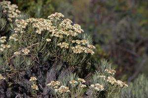 ver edelweiss da trilha de caminhada da montanha merbabu. magelang, java central, indonésia. foto