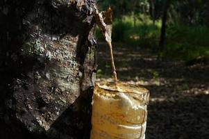 plantação de seringueira. látex leitoso extraído da seringueira. foco seletivo. foto