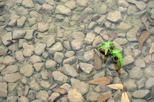 planta em poças de estradas rochosas foto