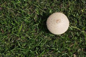 guarda-chuva de cogumelo na grama verde. chlorophyllum molybdites. foco seletivo. foto