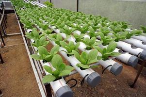 pakchoy hidropônico em tubo hidropônico. fazenda de vegetais hidropônicos. foto