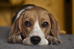 beagle triste