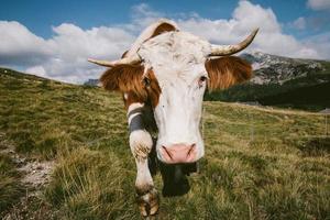 uma vaca pastando nas montanhas austríacas foto