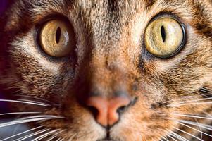 olhos de gato