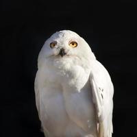 closeup retrato ensolarado brilhante de uma coruja de neve. foto
