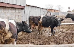 vacas pretas e brancas na lama. animais de fazenda. vida da aldeia. foto