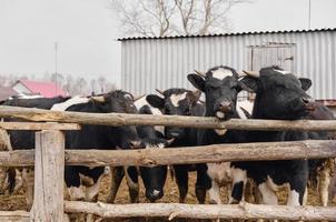 fileira de vacas pretas e brancas em pé na borda de um grande pasto dentro de uma fazenda de animais contemporânea e olhando para a câmera enquanto comem foto