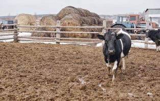 vacas pretas e brancas na lama na fazenda olhando para a câmera foto