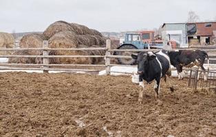 vacas pretas e brancas na lama na fazenda olhando para a câmera foto